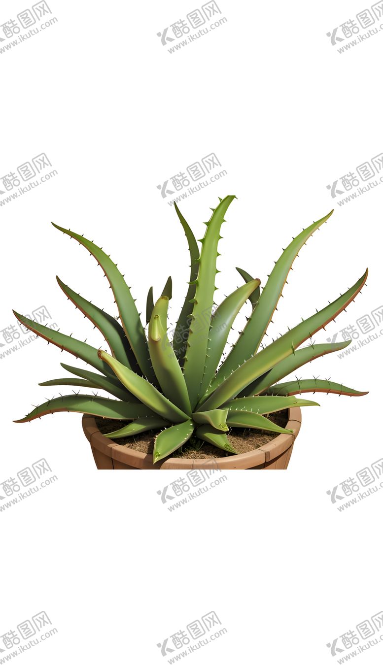 编号：25311712080802053409【酷图网】源文件下载-芦荟小草盆栽植物