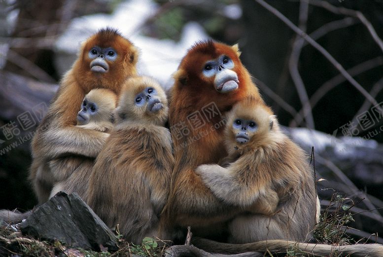 编号：87001504030511114621【酷图网】源文件下载-猴子
