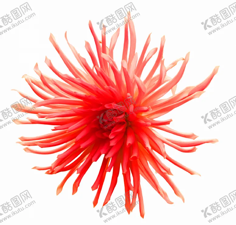 编号：58696407020042228165【酷图网】源文件下载-鲜花装饰