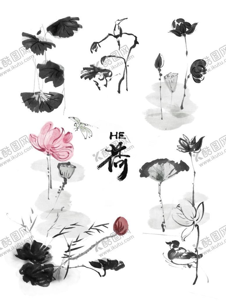 编号：99425303151641571768【酷图网】源文件下载-荷花