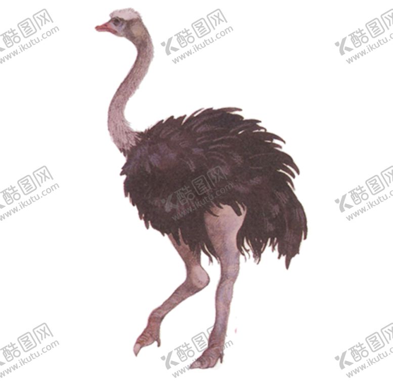 编号：11716309182315078116【酷图网】源文件下载-鸵鸟