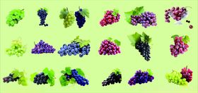 多彩葡萄图案设计素材