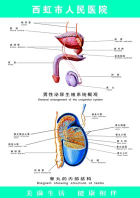 睾丸图