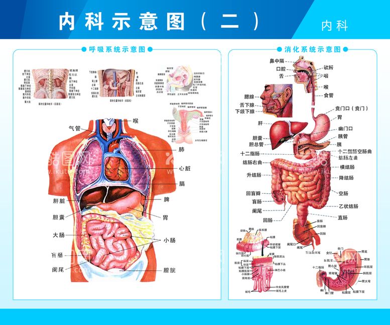 编号：93293410272100525762【酷图网】源文件下载-呼吸系统和消化系统剖视图