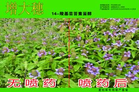 夏枯草绝杀