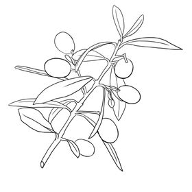 橄榄