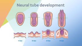 神经管发育
