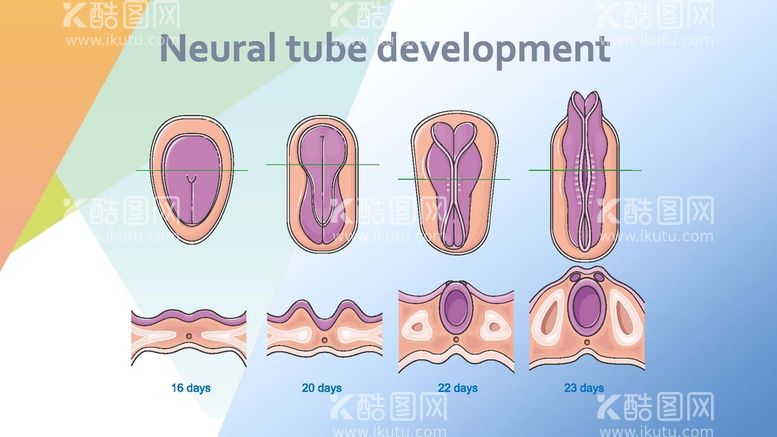 编号：66013111190112481422【酷图网】源文件下载-神经管发育