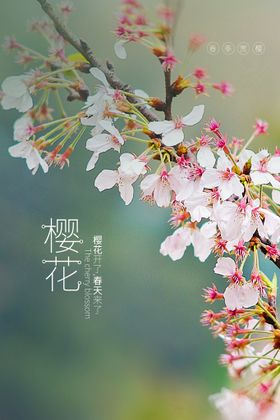 樱花节  春暖花开 春季海报 