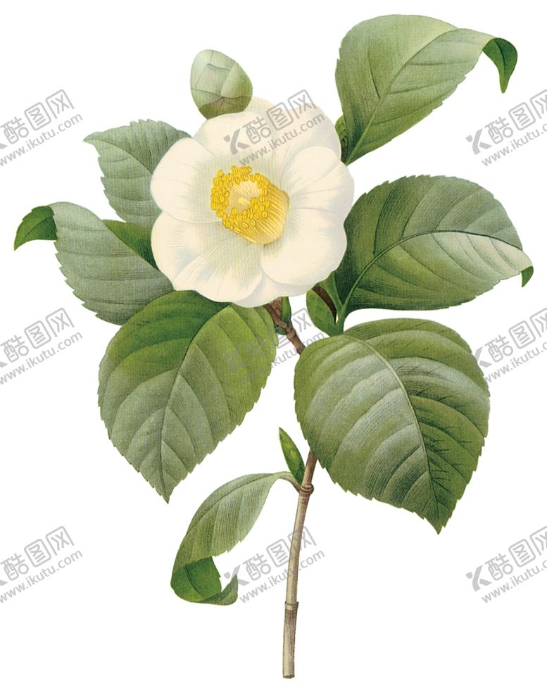 编号：98173110191423231395【酷图网】源文件下载-植物花卉油画装饰画