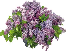 丁香花