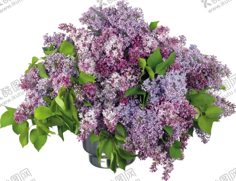 编号：56225205120026123509【酷图网】源文件下载-丁香花
