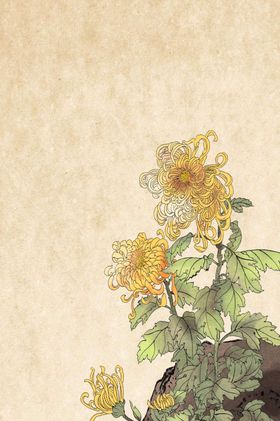 手绘菊花