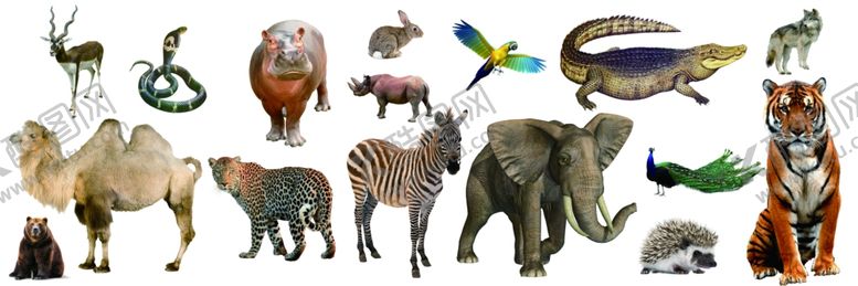 编号：91800910020408055387【酷图网】源文件下载-野生动物合集