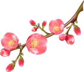 中国风水墨梅