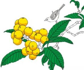 山鸟琵琶图