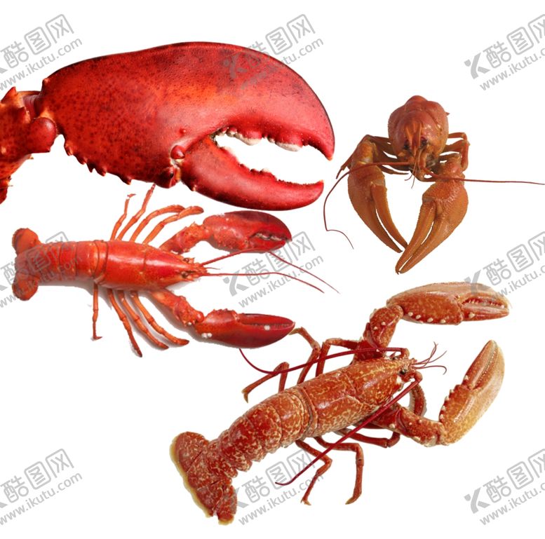 编号：70392905141932589866【酷图网】源文件下载-大龙虾