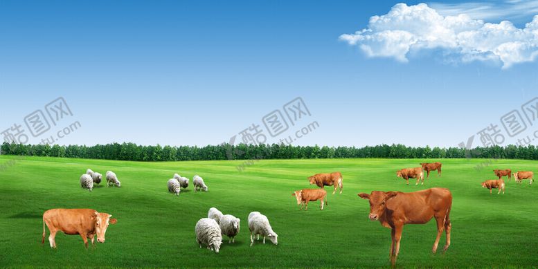 编号：44123311062211081523【酷图网】源文件下载-草原牛羊图片