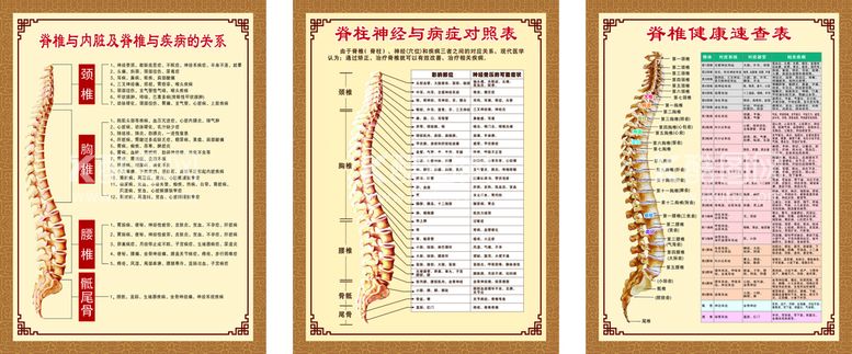 编号：61742510110822121456【酷图网】源文件下载-脊柱脊椎