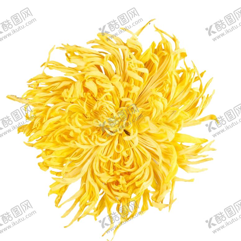 编号：97677304281030496101【酷图网】源文件下载-菊花装饰