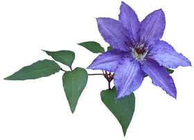 鲜花卉大全朵素材装饰素材
