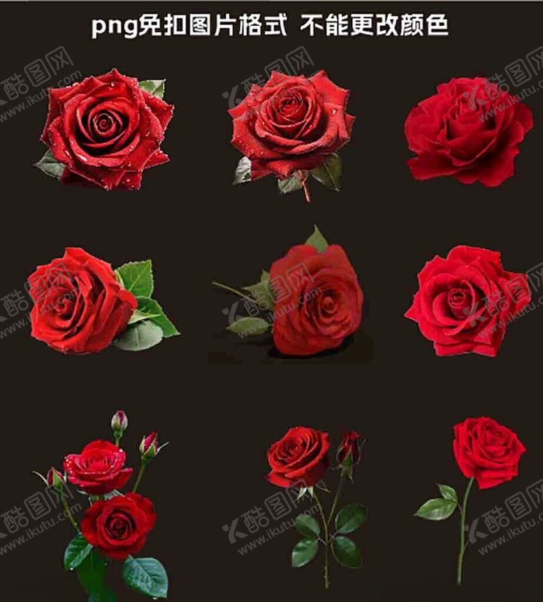 编号：63482304030039026554【酷图网】源文件下载-红色玫瑰花