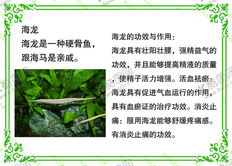 编号：63803309161516468714【酷图网】源文件下载-海龙的药用价值
