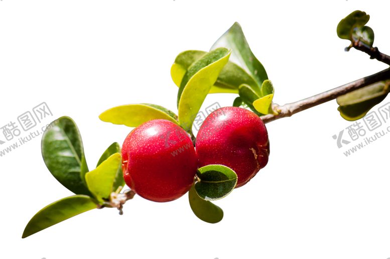 编号：75645609180112565410【酷图网】源文件下载-水果