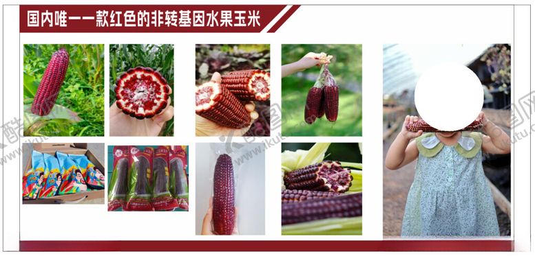 编号：63528702130123379915【酷图网】源文件下载-水果玉米