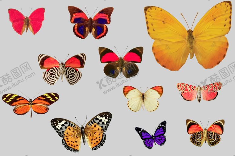 编号：17935009230418047059【酷图网】源文件下载-蝴蝶