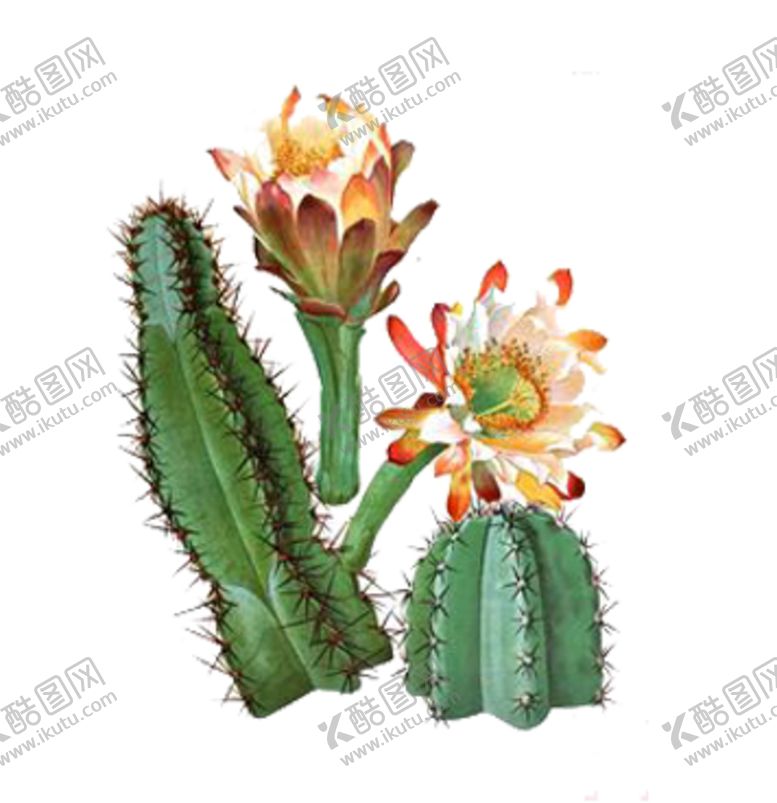 编号：91847212210034121413【酷图网】源文件下载-png格式植物花卉手绘素材