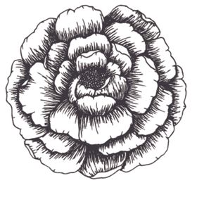 简笔绘画植物花朵图谱