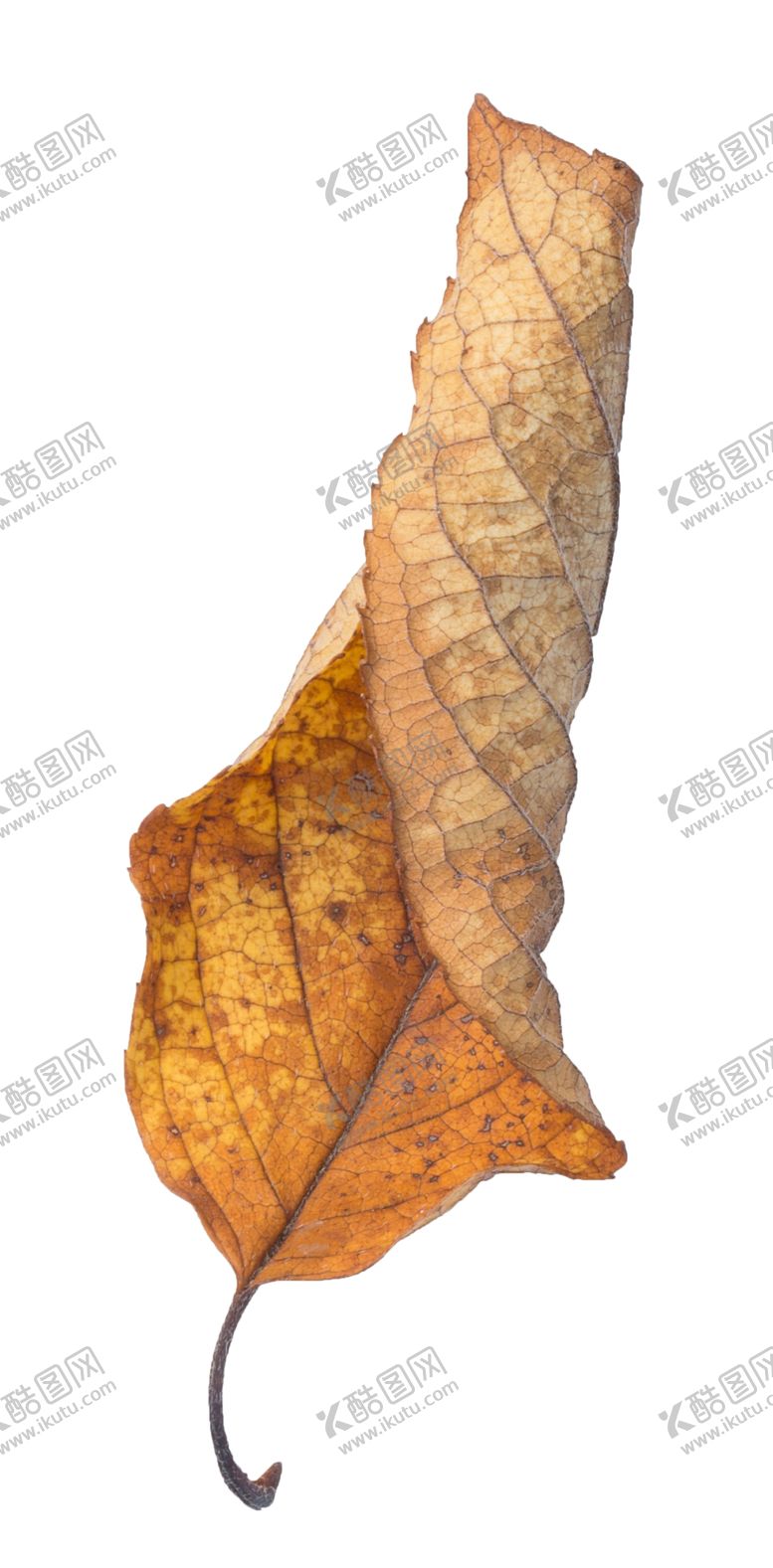 编号：18627107060419242066【酷图网】源文件下载-树叶