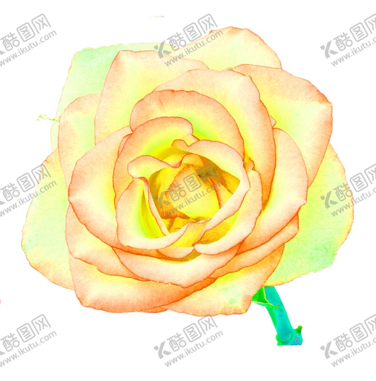 编号：70433707141609596476【酷图网】源文件下载-花素材