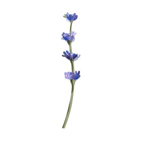 森系花枝