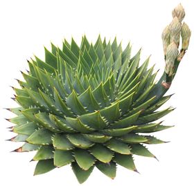 免扣花卉素材