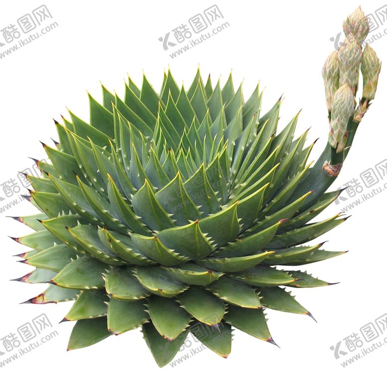 编号：46435410010045338403【酷图网】源文件下载-免扣花卉素材