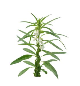 芝麻