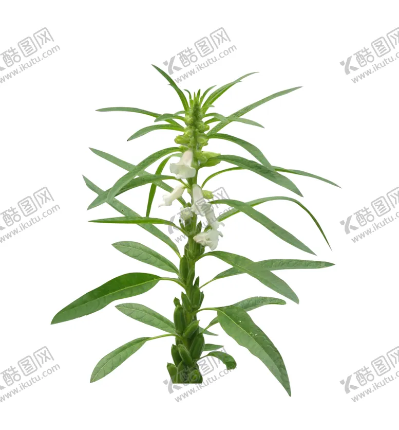 编号：34825805091815188057【酷图网】源文件下载-芝麻