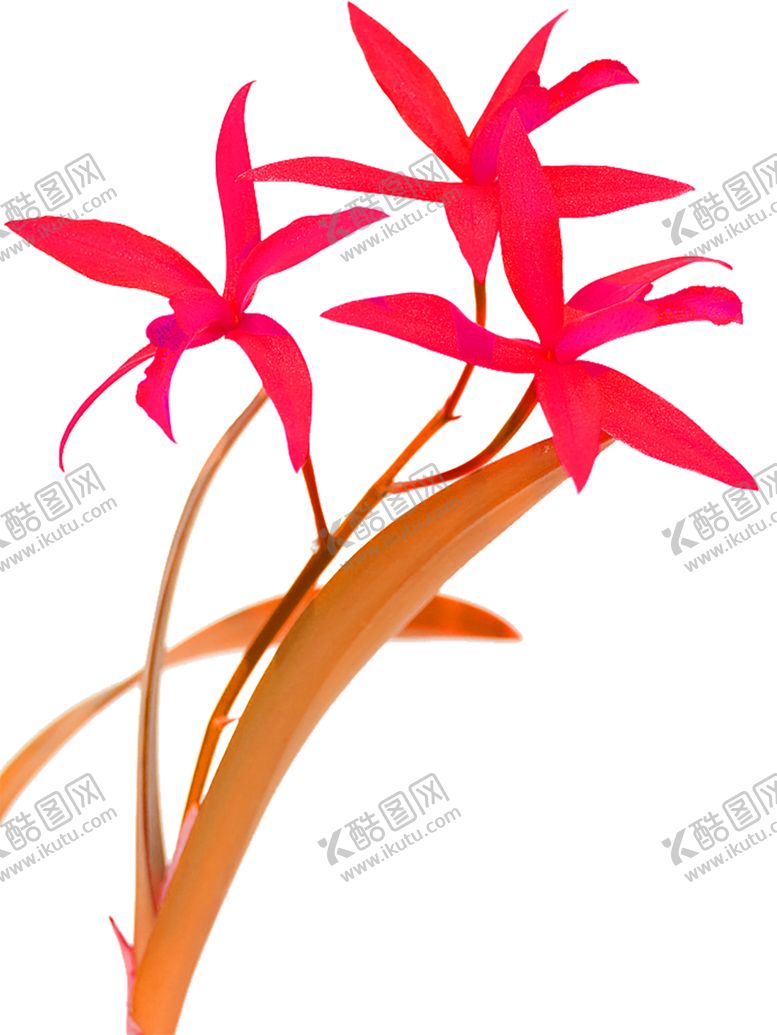 编号：80914105161445426605【酷图网】源文件下载-鲜花素材