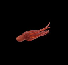 海洋生物