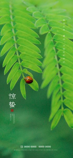 惊蛰春季瓢虫绿叶节气