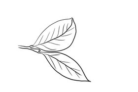 茶叶插画绿黄树
