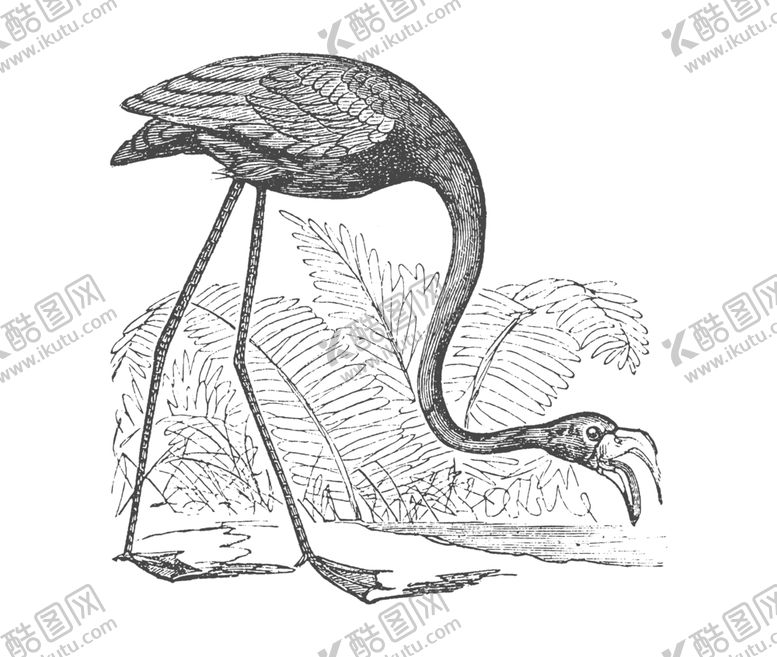编号：23881810191531154979【酷图网】源文件下载-鸟类素描绘画