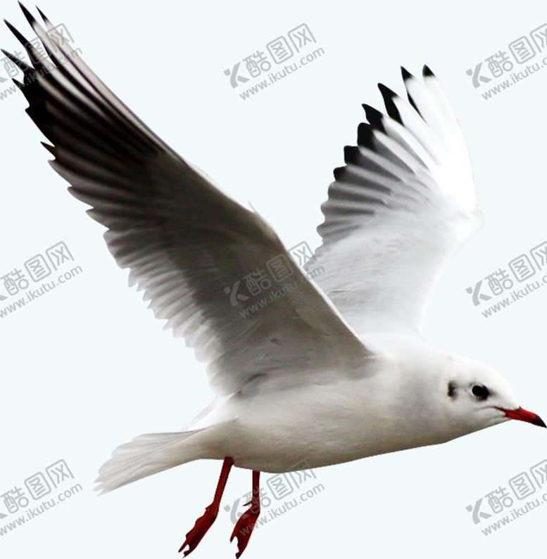 编号：71065209230904566598【酷图网】源文件下载-海鸥
