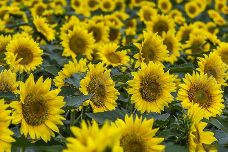 编号：65083511181933393148【酷图网】源文件下载-向日葵花海