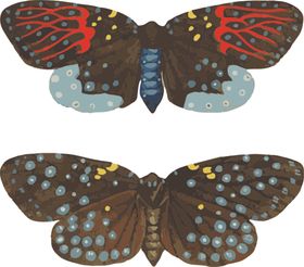 蝴蝶昆虫插画