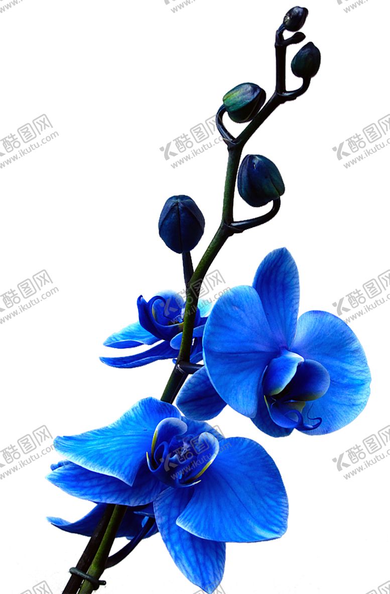 编号：11335505161710474719【酷图网】源文件下载-鲜花素材