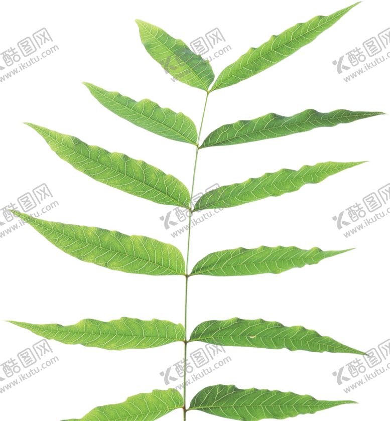 编号：62238310311433094986【酷图网】源文件下载-树叶