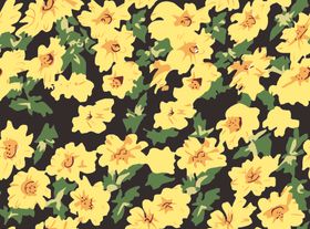 小黄花